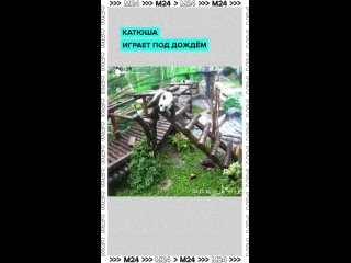 🐼 Кому и ливень нипочём? Конечно, пандочке Катюше!    Несмотря на проливные дожди, малышка наслаждается летом и... (видео)