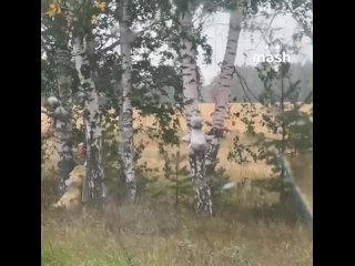 Пёс из легендарного мема "Это фиаско, братан" по кличке Стив загремел в ветеринарку — предварительно, у самого... (видео)