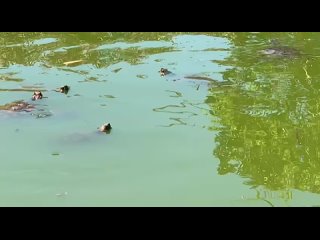 «Плодитесь и размножайтесь» - как это выглядит на практике  Переполненный молодыми черепашками пруд у служебного входа... (видео)