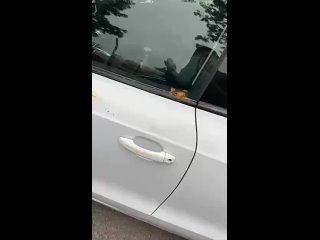 😅💩 Жителям ЖК Balance настолько надоела ситуация с тем, что девушка на Audi паркует свою машину в неположенных... (видео)