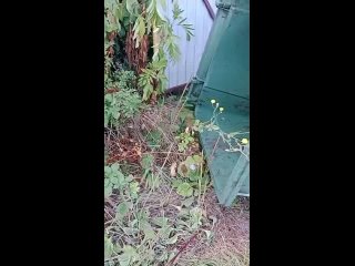 Семья енотов попала в переделку в Туапсинском районе😁  В селе Горском семья енотов забралась в мусорный бак в поисках... (видео)