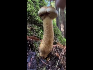 Грибы, имеющие своеобразное место в природе, выделены в отдельное царство. По химическому составу минералов и углеводов... (видео)