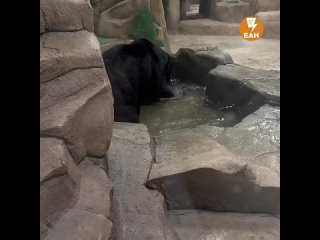 Просто ягуар из Екатеринбурга решил поохотиться за рыбкой. Ну красавец же. (видео)