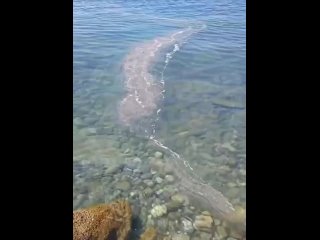 Что-то странное слили в море какие-то неизвестные    Возле Уч-Дере заметили грязное пятно. Происхождение его пока... (видео)