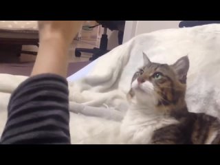 Видео от Много котиков и не только
