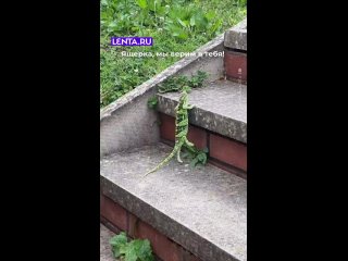 автор, сам ты ящерка, это хамелеон - Даниил Кудряшов