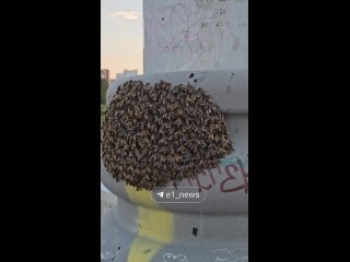 На Макаровском мосту в Екатеринбурге поселился пчелиный рой. Насекомые облепили фонарный столб.  Владелец пасеки... (видео)
