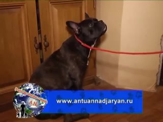 Собаки не рождаются агрессивными, а становятся ими  Друзья, в этом видео Антуан Наджарян поделился своим мнением об... (видео)