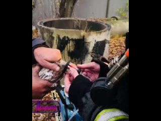 Спасатели откачали голубя после пожара с помощью крошечной кислородной маски    Склад, к которому была пристроена... (видео)