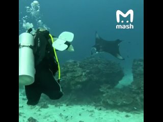 Москвичи сделали отель для дайвинга для инвалидов на Мальдивах — они обустроили номера и проходы, а ещё готовят... (видео)