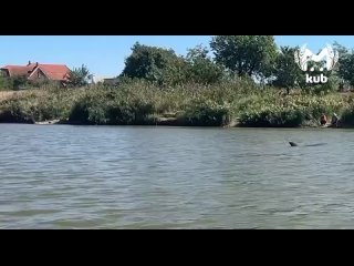 Дельфину, который случайно заплыл из моря в реку Приморско-Ахтарска, там нравится — много рыбы и солёная вода. ... (видео)