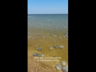 На пляжах Азовского моря — нашествие гигантских медуз. Побережье усыпано тысячами особей, которые жалят при первом... (видео)