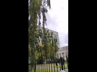 Хищную птицу заметили возле садика в Академе  Жильцы дома на Чкалова 117а приняли ее за сокола. Но орнитологи... (видео)
