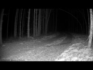 Убери камеру! Некоторые обитатели Керженского заповедника очень ценят приватность — енотовидная собака попыталась... (видео)