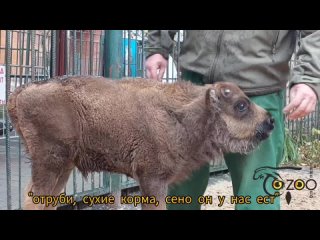 🐂🍼Посмотрите, как маленький зубрёнок Гром мило прижимается к киперу зоопарка, выпрашивая у него обнимашки! ... (видео)