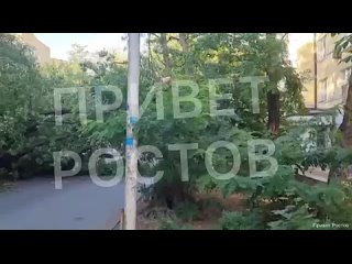 Очередное дерево рухнуло в Ростове    В этот раз — на Козлова, между Буденновским и Соборным. Предварительно, обошлось... (видео)