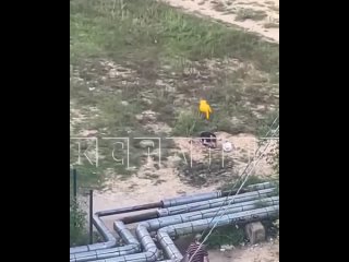 🤯 На проспекте Кораблестроителей 10-летний пацан устроил настоящий кошмар — поймал кота, запихнул его в пакет и... (видео)