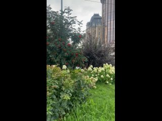 Цветения у правительства РТ❤ (видео)