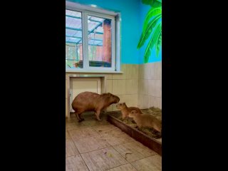 В екатеринбургском зоопарке — пополнение!    В зоопарке «Лесная Братва» на Уктусе теперь живёт целое семейство капибар.... (видео)