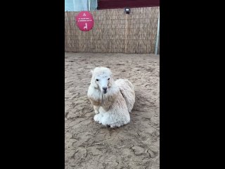 Парк альпак у Ривьеры (видео)