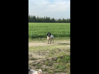 Фу так писа́ть.  Город Бугры. ГОРОД - Виталик Витальев