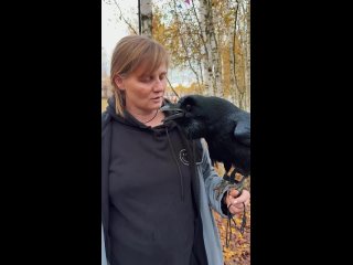 Петербургский ворон Карлуша стал любимчиком соцсетей  Птица пугающе реалистично имитирует человеческую речь,... (видео)
