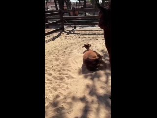 Милоты из парка «Малинки» вам в ленту на сон грядущий 💖 (видео)