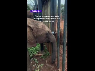 Братья по несчастью.😞 - Эльдар Маннанов
