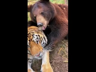 Доброе утро! (видео)