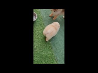 смешные видео ролики подборка лучших приколов 2025 года #смешно # приколы #видио #смех #ржака