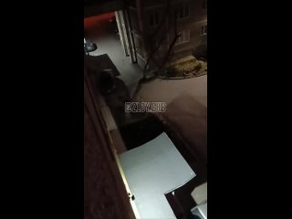 Возле одного из домов по улице Большакова заметили лису   Как думаете, откуда она там? Видео: канал «Zloy_ekb 18+ |... (видео)