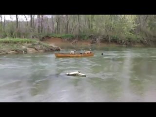 Смелый лабрадор спас своих друзей - собак из лодки