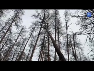 На стихийном кладбище под Курганом, где хоронили бойцов СВО, объявили охоту на черных копателей    В Кургане запускают... (видео)