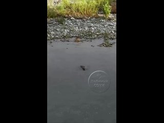 Дикая природа рядом: Выдра завтракает в реке Сочи (видео)