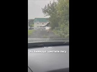 Жителей Химмаша напугала рыжая лисица. Она уже несколько раз выходила к людям и, по словам местных жителей, совсем не... (видео)
