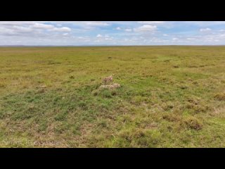 Африканский сафари 8K - живописный фильм о дикой природе с африканской музыкой