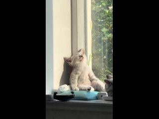 Доброе утро! (видео)
