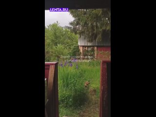 Милая маленькая собачка пришла в гости к соседке и отказывалась уходить, будто выбрала её своей новой хозяйкой  ... (видео)