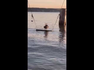 В этом видео прекрасно все: уточка провожает закат на качелях в Лаишевском районе (видео)
