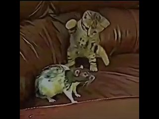 дорогой дневник мне не подобрать слов чтобы описать боль и унижение