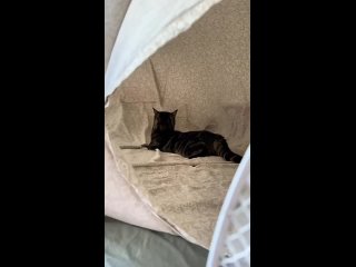 Доброе утро! (видео)