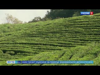 В Сочи начался сезон цветения чая  Вечнозеленые чайные кусты покрылись бело-желтыми цветами. Чай цветет осенью, а... (видео)