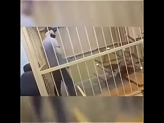 Кошмар в зале суда: Обвиняемый устроил погром после оглашения приговора!  Судья была в ужасе – такого кошмара в... (видео)