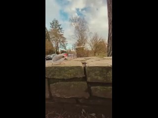 Доброе утро! (видео)
