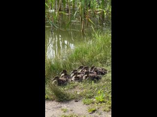 Лебяжьи озера Посмотрите, как там красиво! (видео)