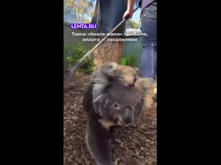 Картинки со смыслом или без... (видео)