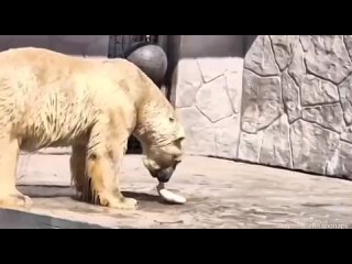 Мастер-класс по ловле рыбы показывает белый медведь Айон из зоопарка. Даже здесь медведь хищник — сильный и решительный... (видео)