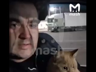 Дальнобойщик развёлся с женой из-за кота — пушистый напарник внезапно сбежал из фуры, а его кожаный потерял сон и покой... (видео)