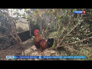 В Сочи медведи все чаще спускаются с гор в город  Горные районы Сочи становятся опасными. Медведи все чаще выходят к... (видео)