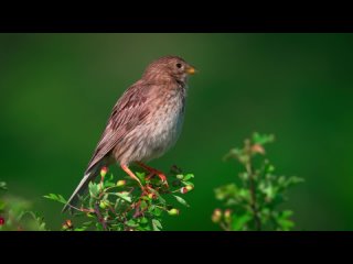 КРАСИВАЯ И НЕЖНАЯ МУЗЫКА ДЛЯ СНА, МЕДИТАЦИИ И ОТДЫХА